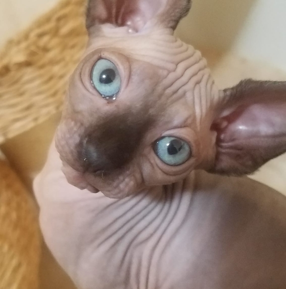 Meet your Posher, David - Picture 1 of 1